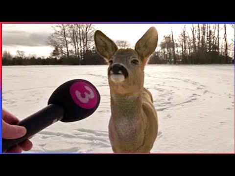 Kan du undgå at grine?